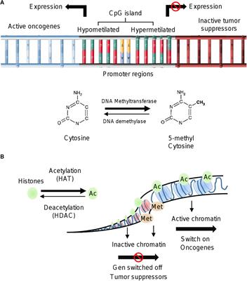 Dietary Compounds as Epigenetic Modulating Agents in Cancer